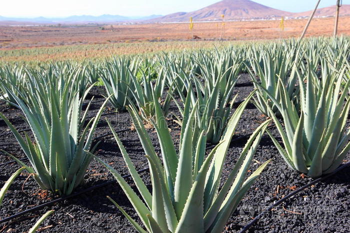 芦荟种植园富尔特文图拉加那利群岛