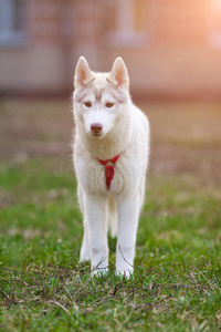 新生幼犬