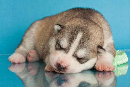 新生幼犬