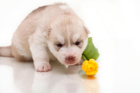 新生幼犬