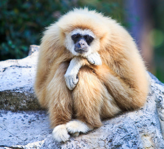 白女长臂猿图片