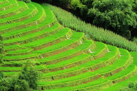 绿色的田野。