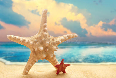 沙滩上大大小小的海星