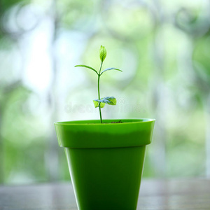 土壤中生长的植物图片