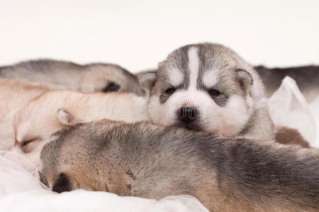 新生幼犬