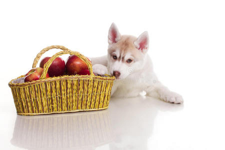 新生幼犬