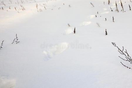 雪上的痕迹