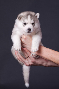 新生幼犬