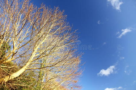 秋天。蓝天下的树枝