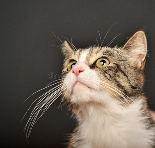 背景灰暗的猫照片 正版商用图片0lnpzb 摄图新视界