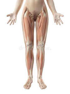 身体 生物学 皮肤 解剖学 降低 科学 插图 肌肉 肌肉组织