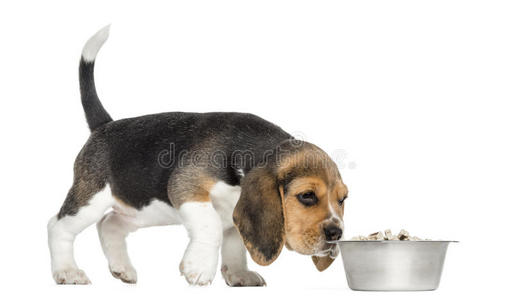 小猎犬站在碗里嗅食物的侧视图