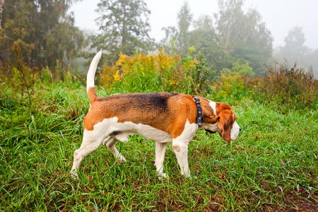 森林中的小猎犬