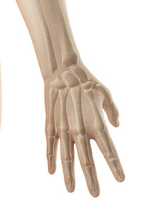 手解剖手和手指的骨头