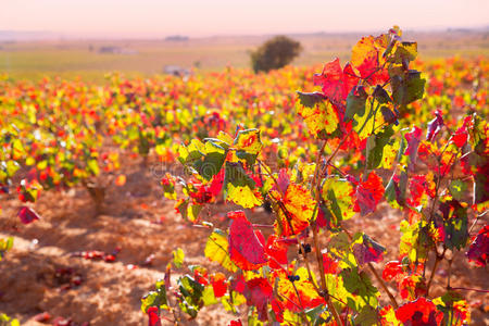 乌提尔雷克纳的秋天金红葡萄园