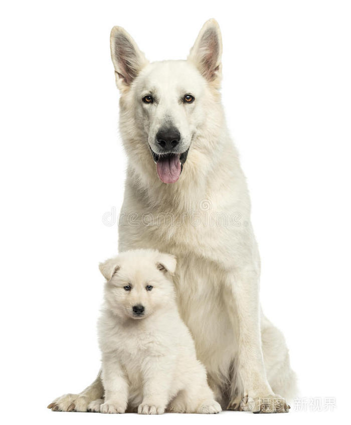 白色瑞士牧羊犬妈妈带着小狗,与世隔绝