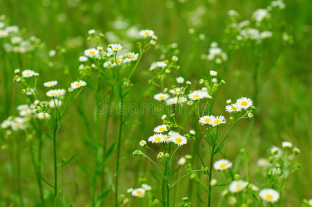 野甘菊花