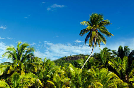 库克群岛艾图塔基泻湖的椰树