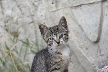 漂亮的小猫