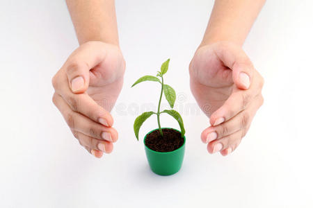保护植物幼崽的手