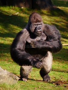 大猩猩站立银背大猩猩银背大猩猩横幅雄性银背大猩猩小银背大猩猩漫画