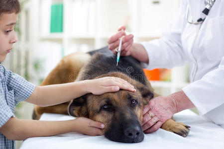 兽医正在给德国牧羊犬注射疫苗