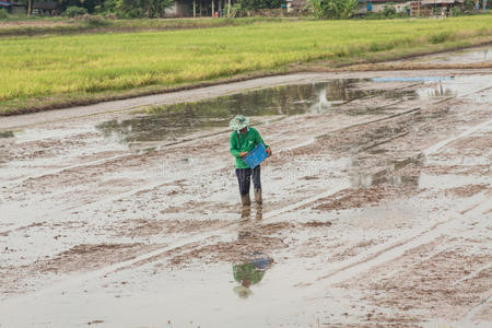 一个农民正在用桶播种