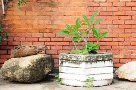 古老的 外部 植物 建筑学 生长 播种机 房子 灌木 景天