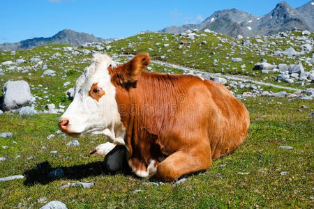 山间草地上的牛图片