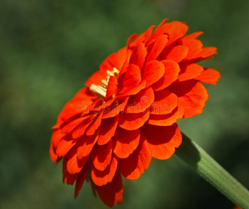 淡雅白芷图片