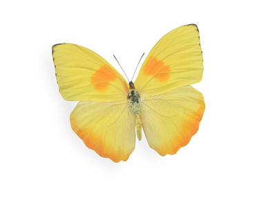 雏菊上的蝴蝶躺在叶子上的黄蝴蝶逗号蝴蝶(多边形c-album)坐在叶子上