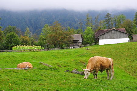 的身影在照片库图片凝望大海图片平原与凝望着它的羊山图片相爱的情