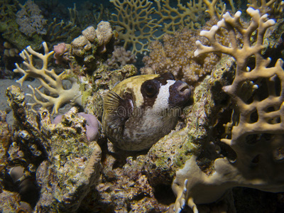 栖息在珊瑚上的蒙面河豚
