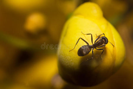 小蚂蚁在吃他的水果图片