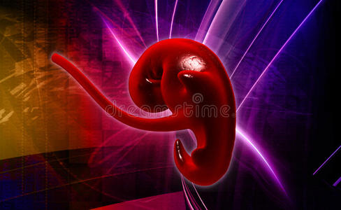 胚胎的图片