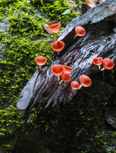 美丽的粉色蘑菇和苔藓