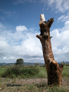 博莱的一棵枯树图片