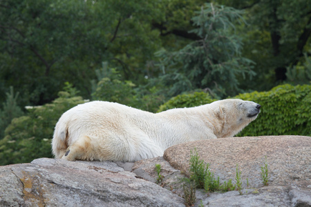 柏林动物园图片