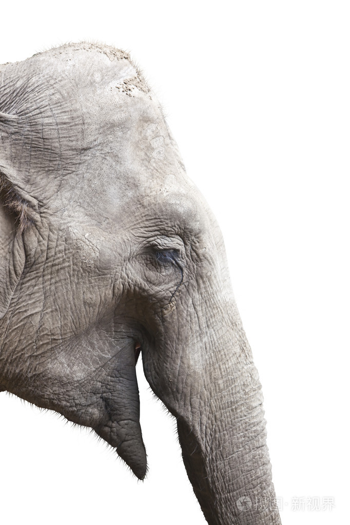 孤立在白色的大象的头