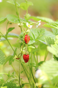 野草莓