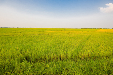 水稻农场在蓝蓝的天空下