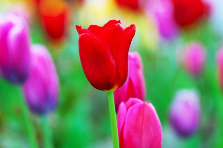 郁金香花卉在自然概念