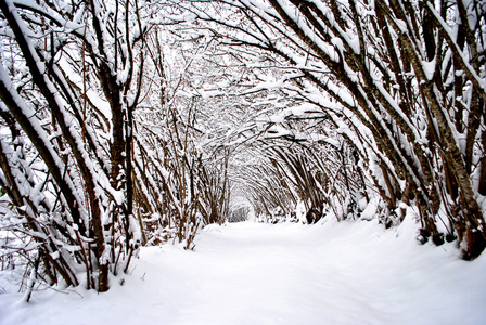 在山中雪