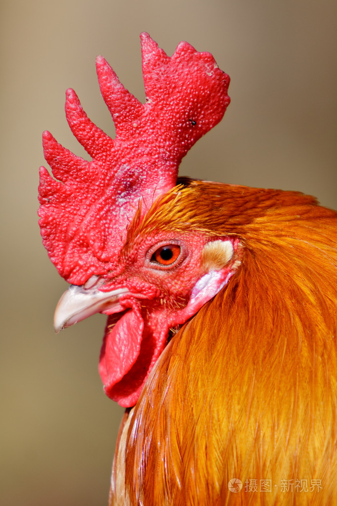 红公鸡鸟在特写