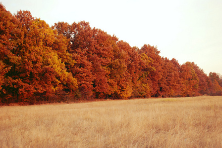 多彩秋天的树木
