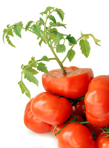 番茄植物和水果