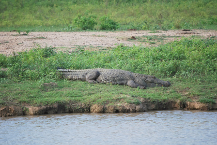 野生扬子鳄照片