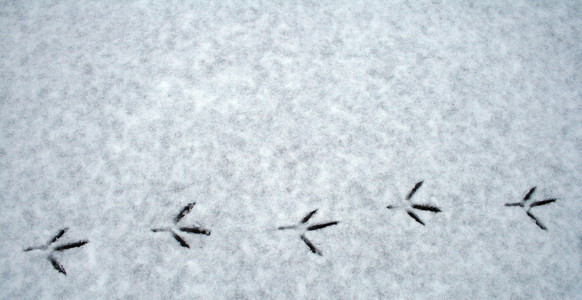 鸟在雪中的脚印图片