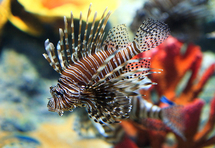 在水族馆的热带海水鱼