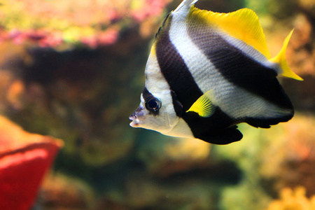 在水族馆的热带海水鱼图片